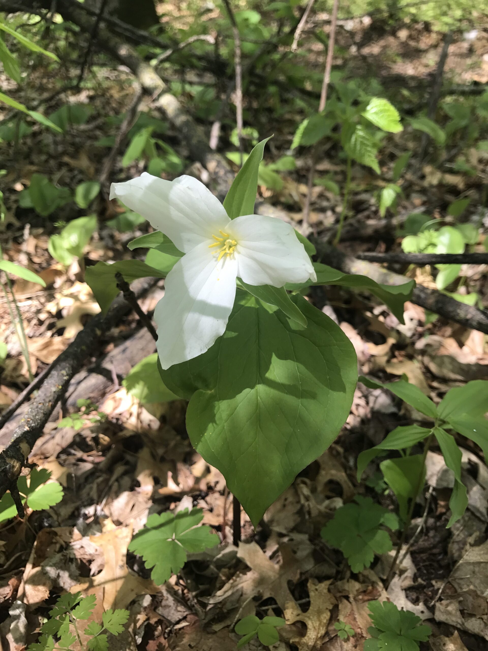 Giant Trillium – Trillium grandiflorum