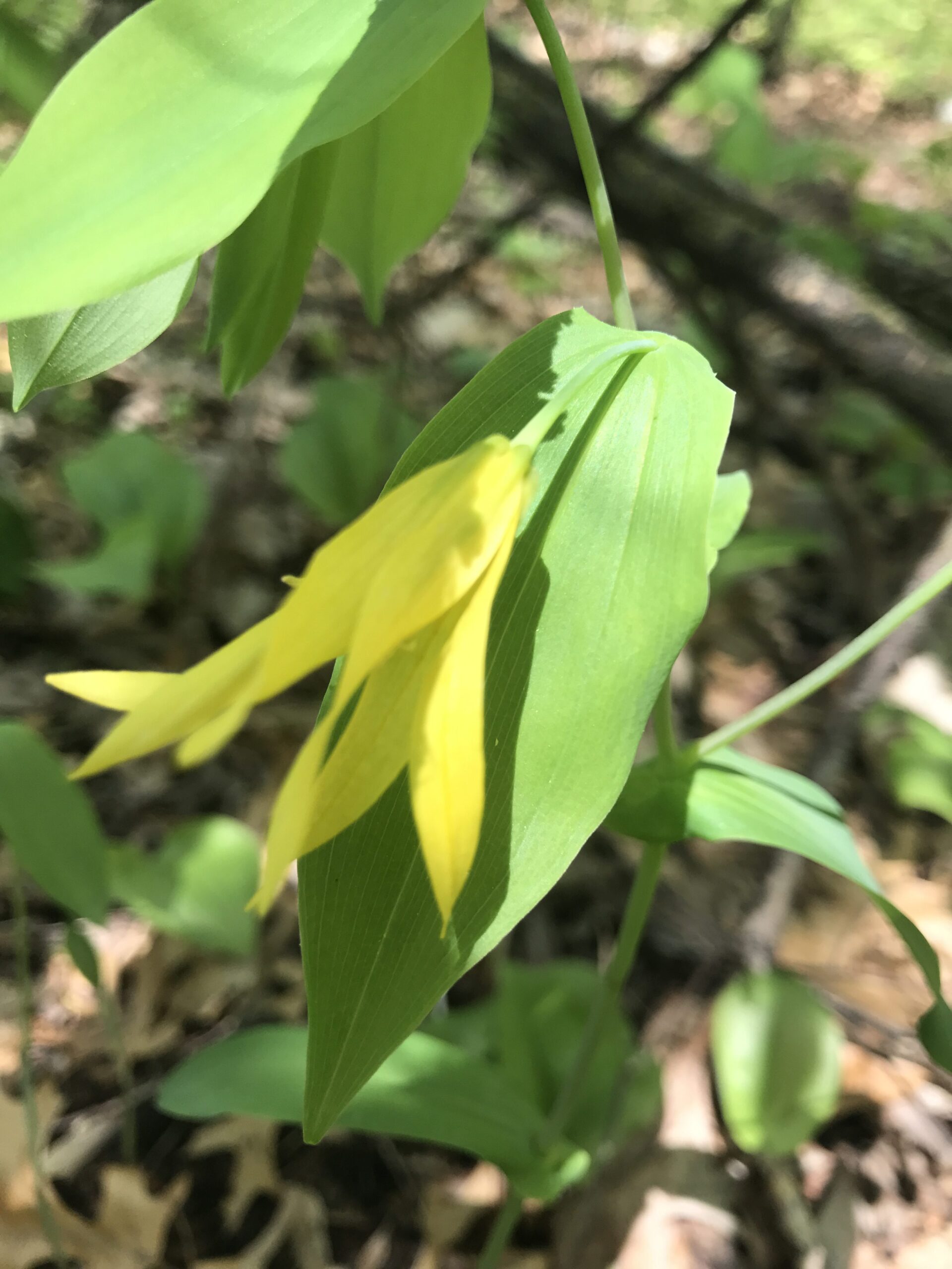 Perfoliate Bellwort – Uvularia grandiflora