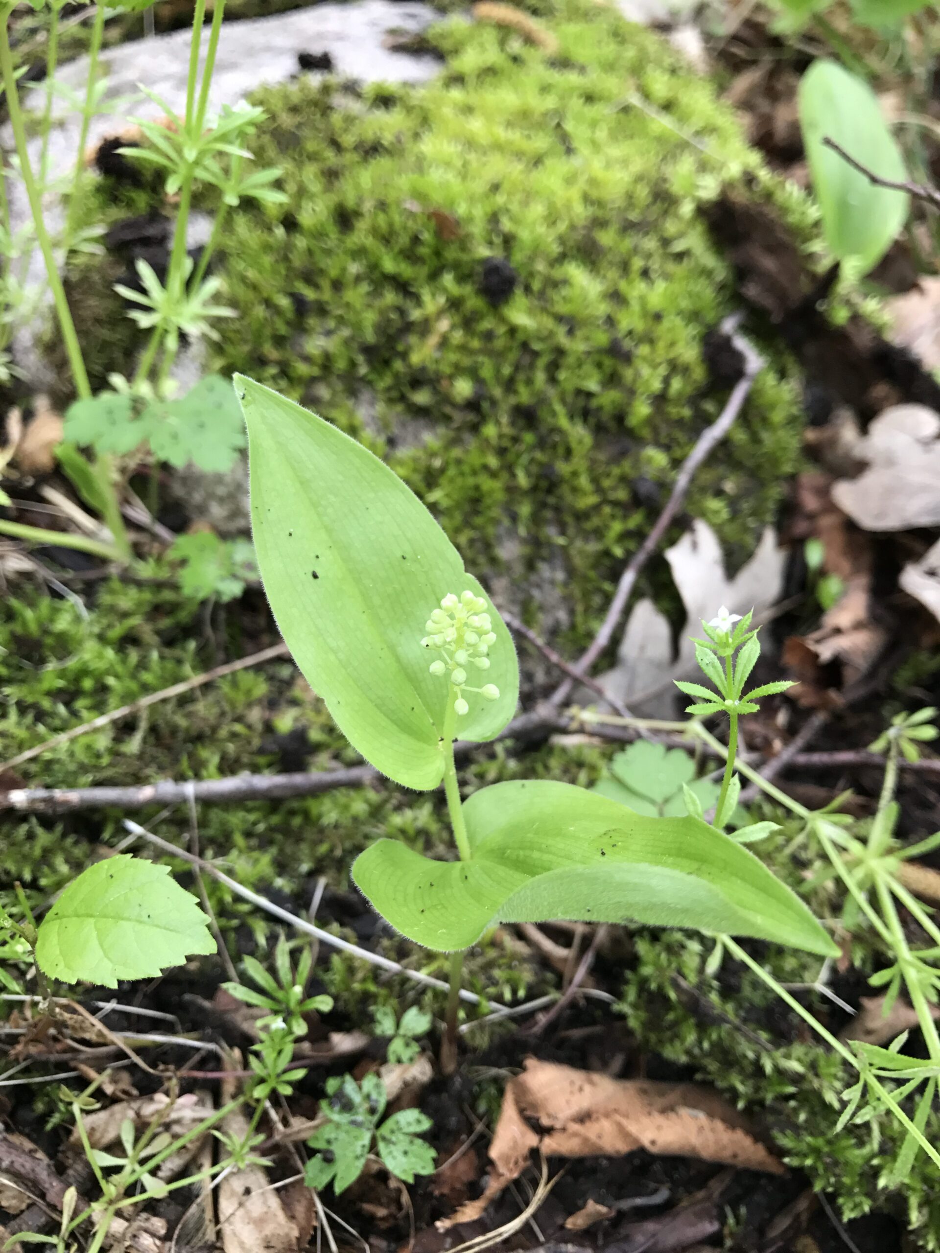 False Lilly of the Valley – Maianthemum canadense