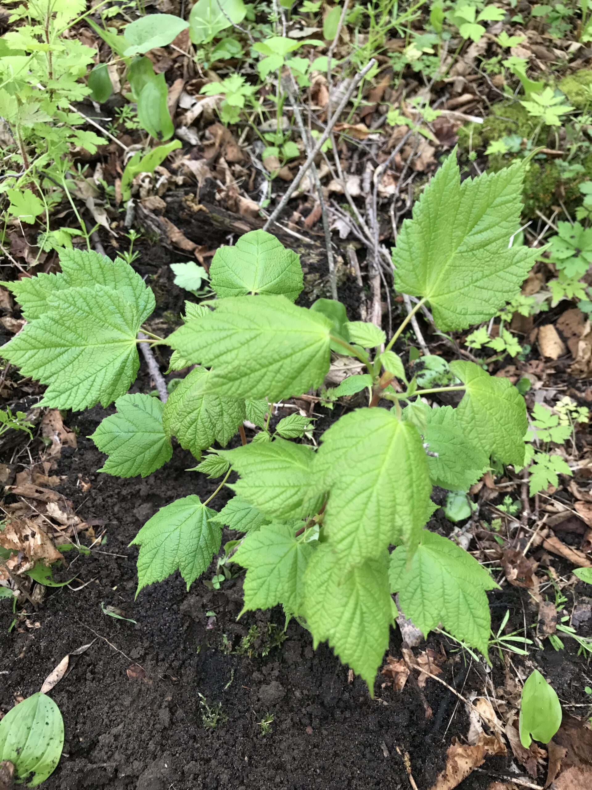 Mountain Maple – Acer spicatum