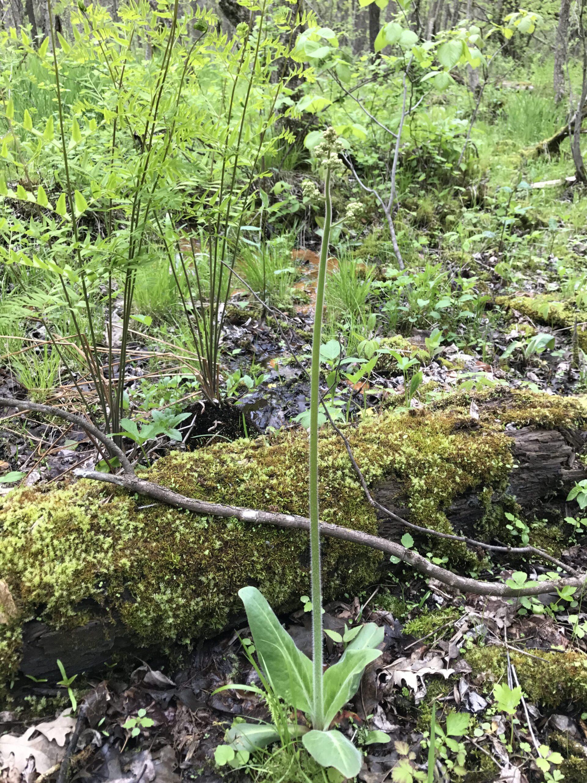 Swamp Saxifrage – Micranthes pensylvanica