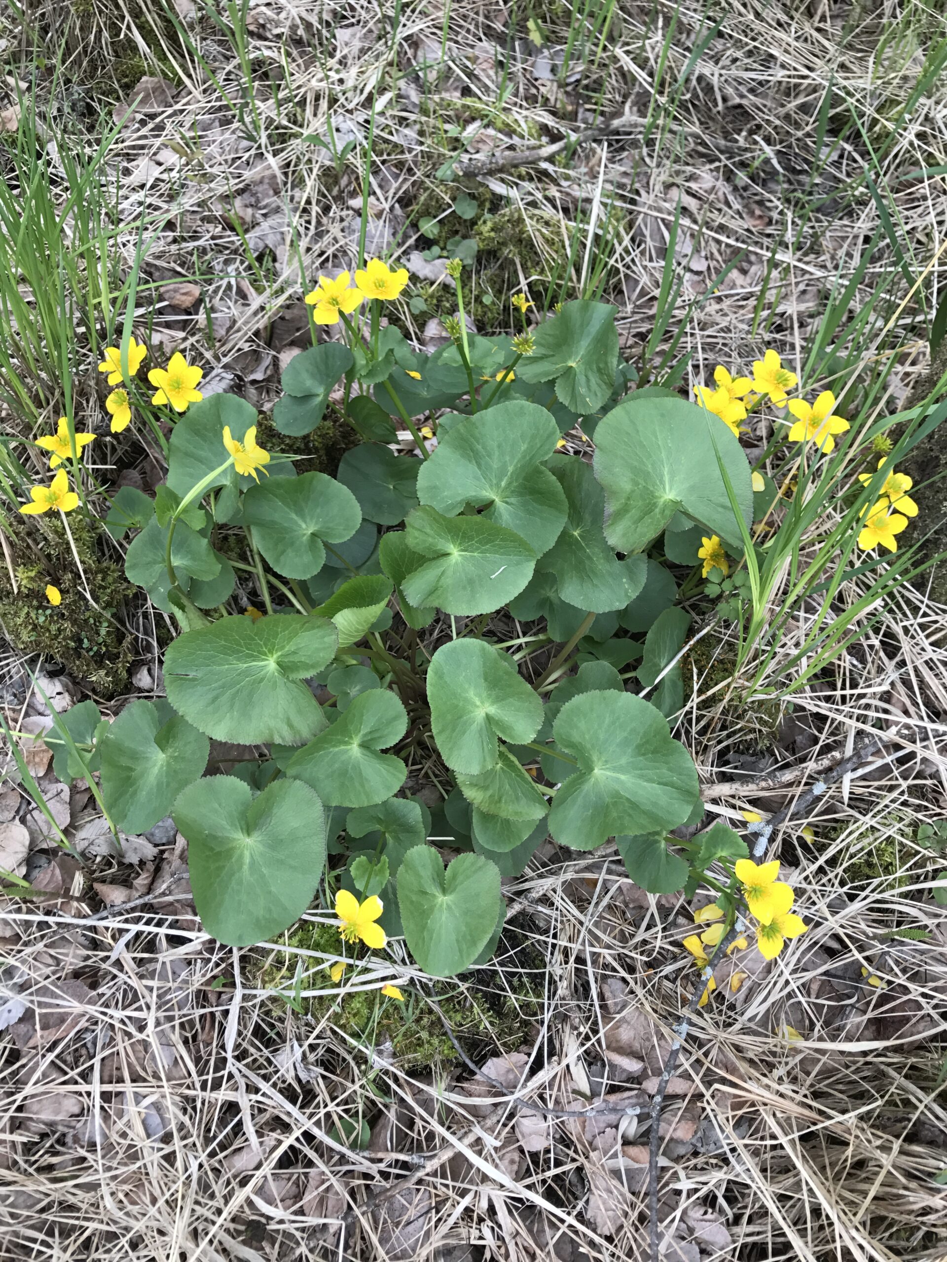 Marsh Marigold – Caltha palustris