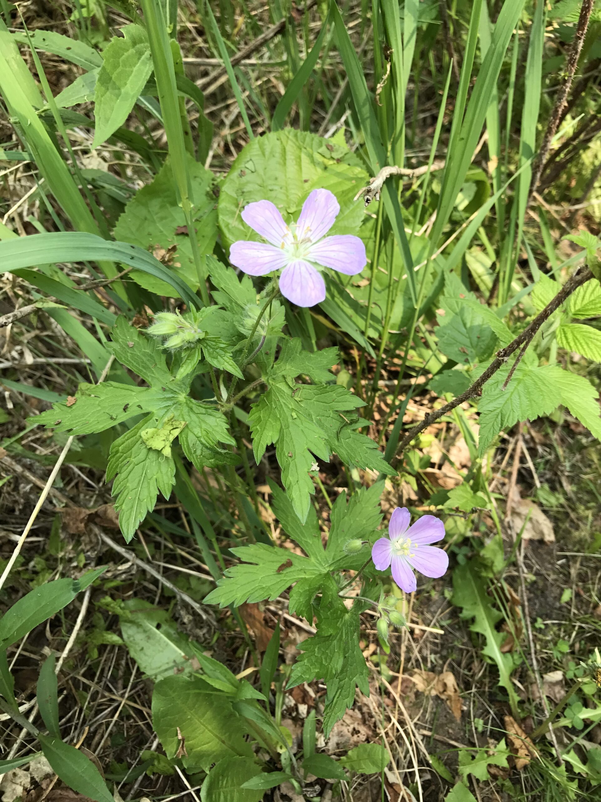 Wild Geranium – Geranium maculatum