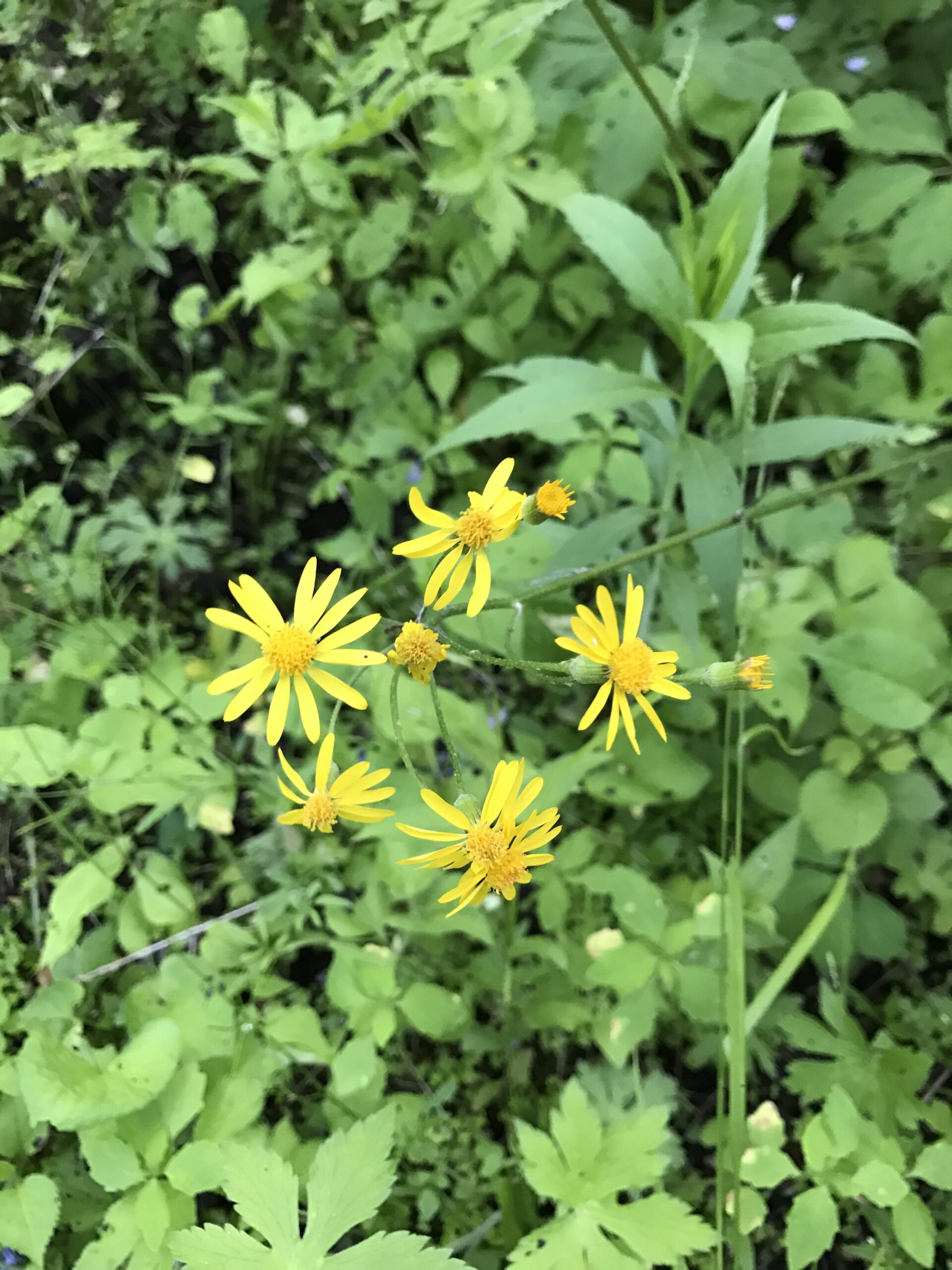 Golden Ragwort – Packera aurea