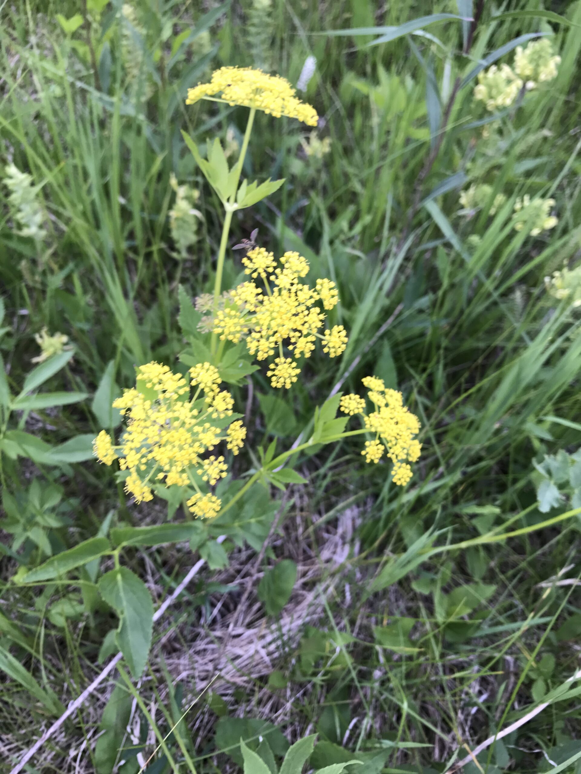 Golden Alexanders – Zizia aurea