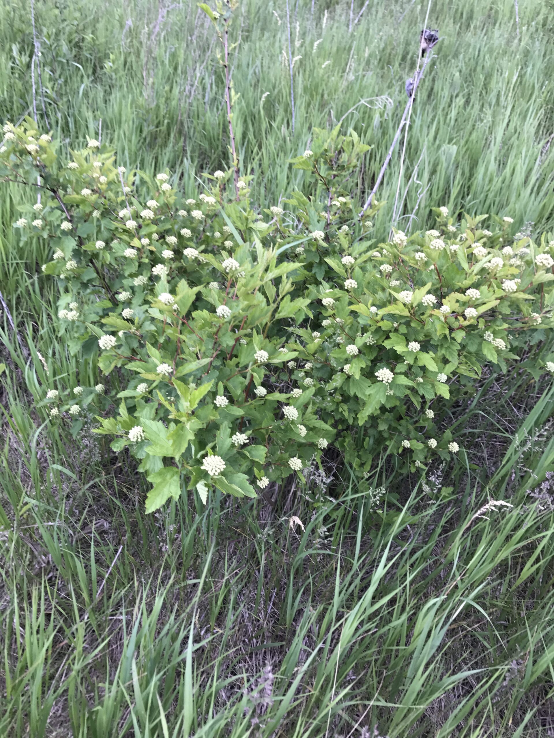 Ninebark – Physocarpus opulifolius