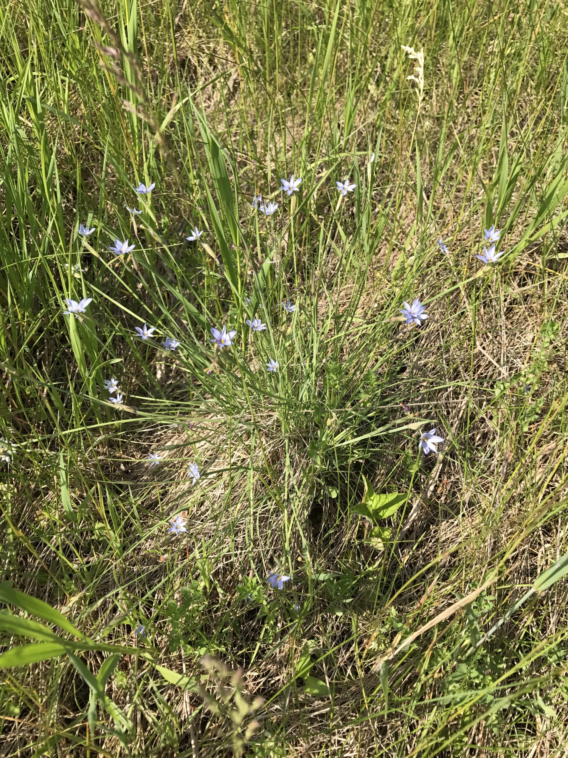 Prairie Blue-eyed Grass – Sisyrinchium campestre