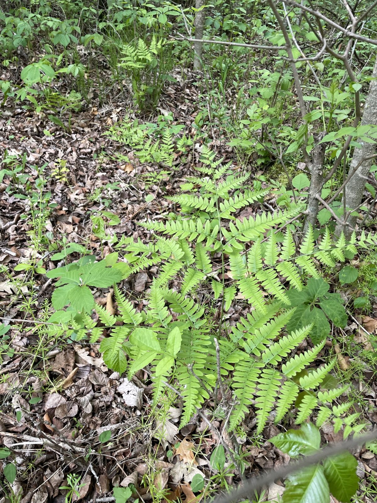 Bracken Fern – Pteridium aquilinum