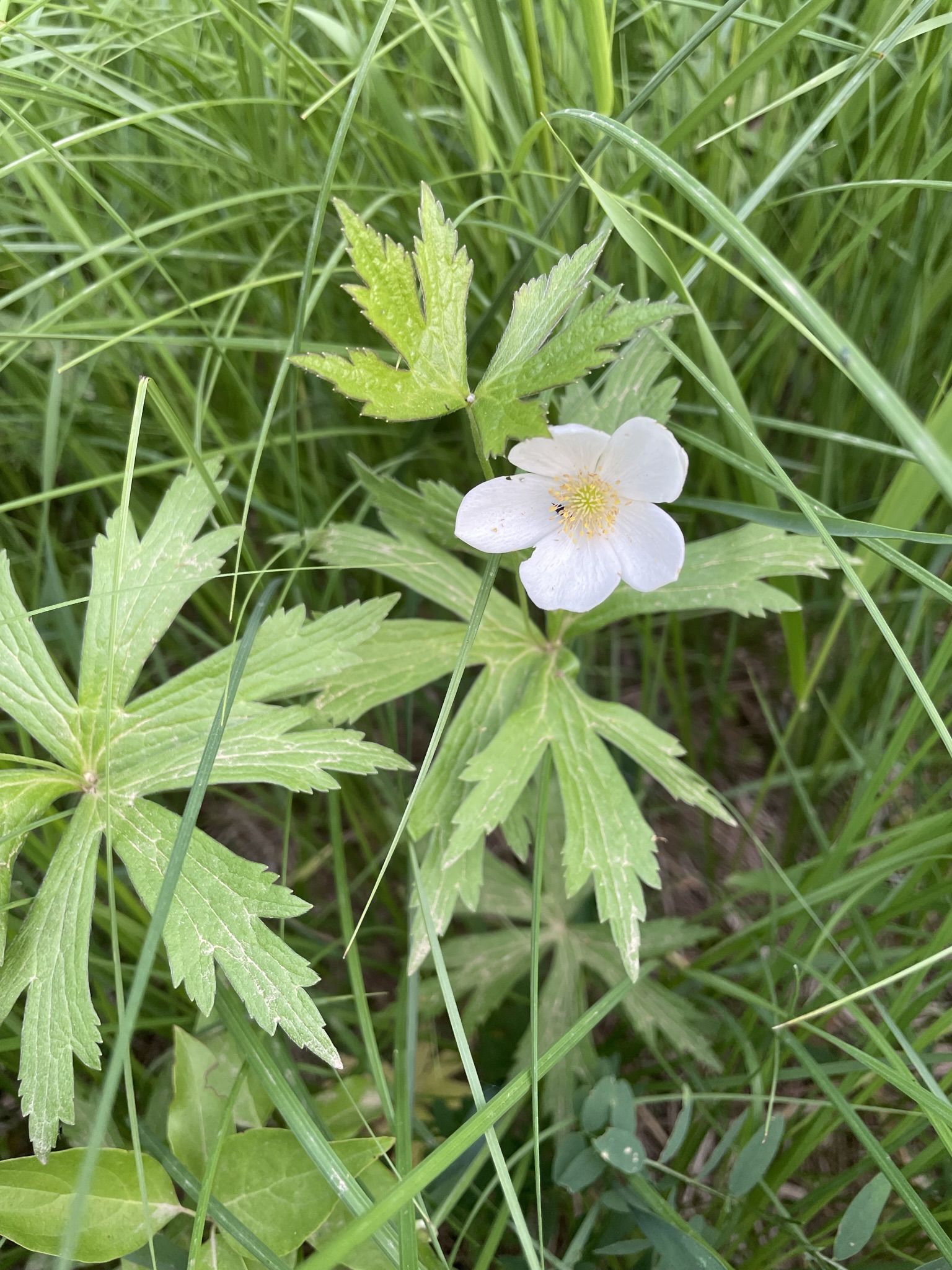 Canada Anemone – Anemone canadensis