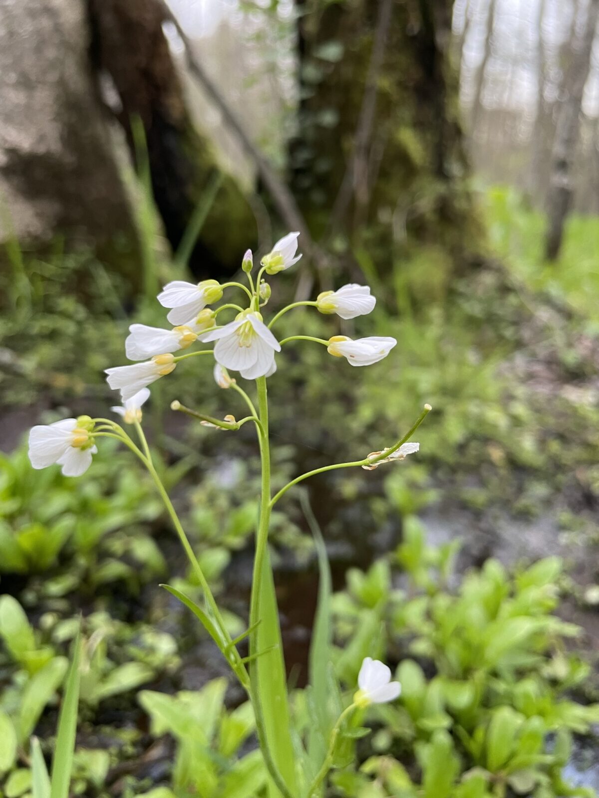 Pennsylvania Bittercress – Cardamine pensylvanica