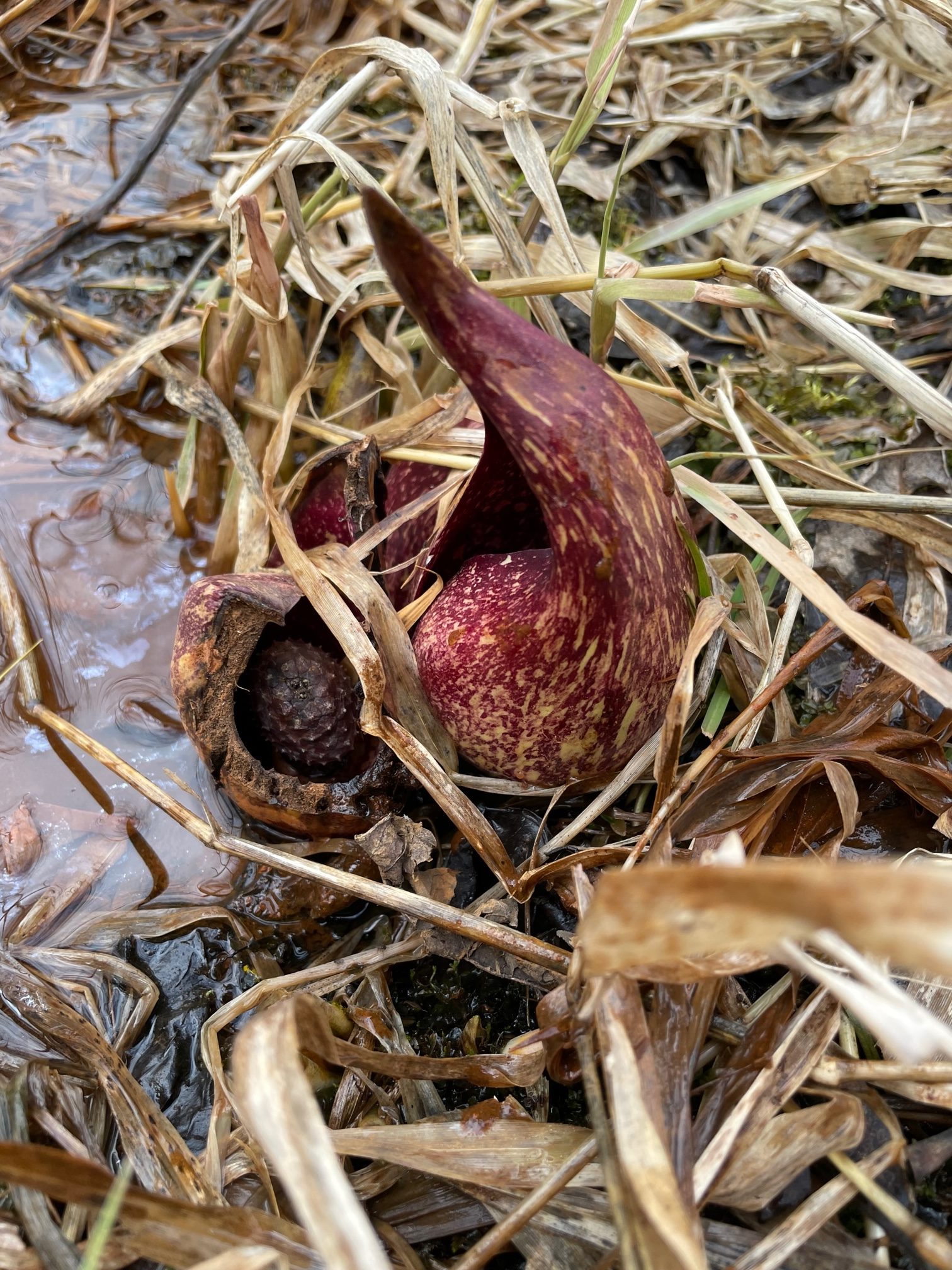 Skunk Cabbage – Symplocarpus foetidus