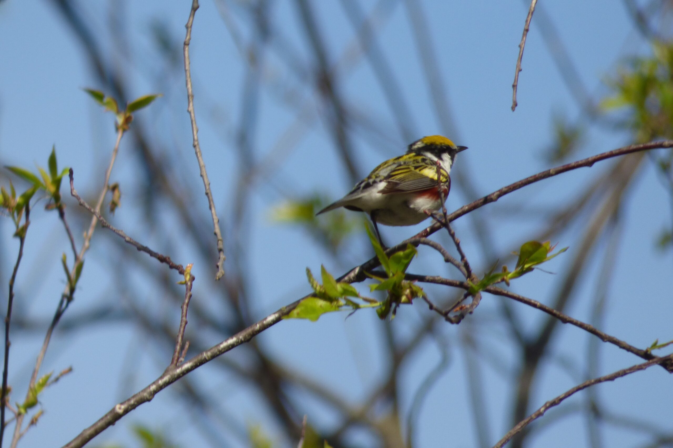 Chestnut Sided Warbler (Setophaga pensylvanica)