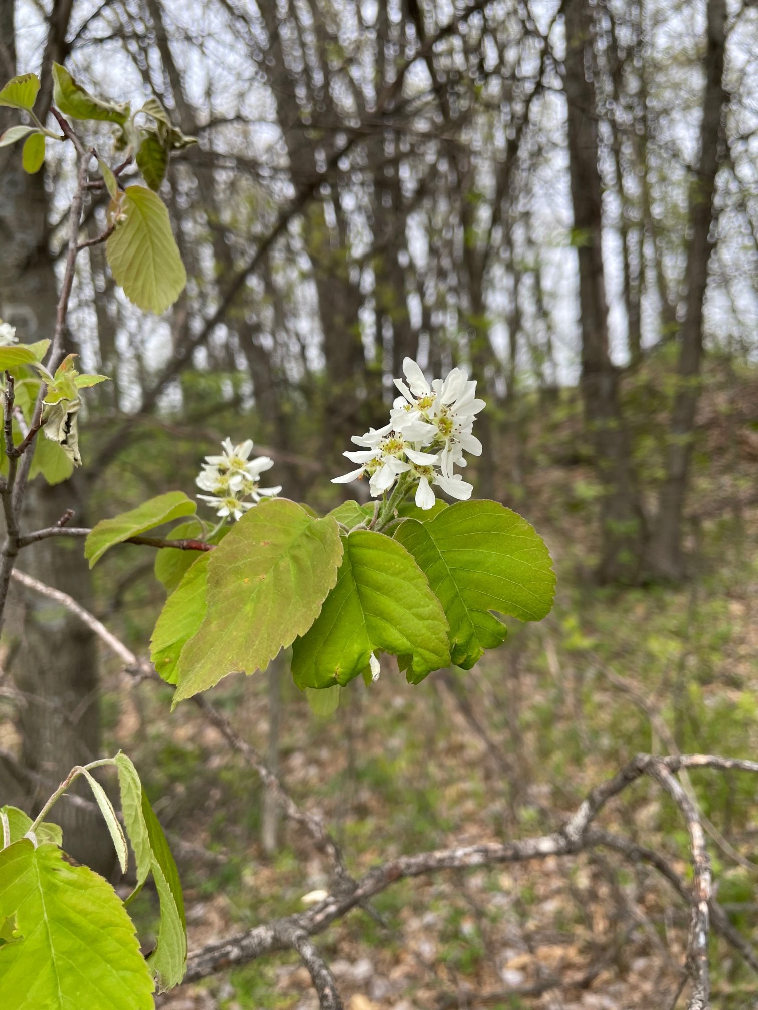 Inland Serviceberry – Amelanchier interior