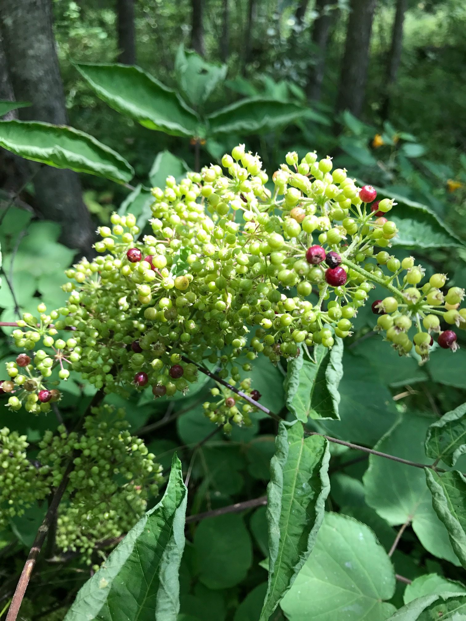 Spikenard – Aralia racemosa