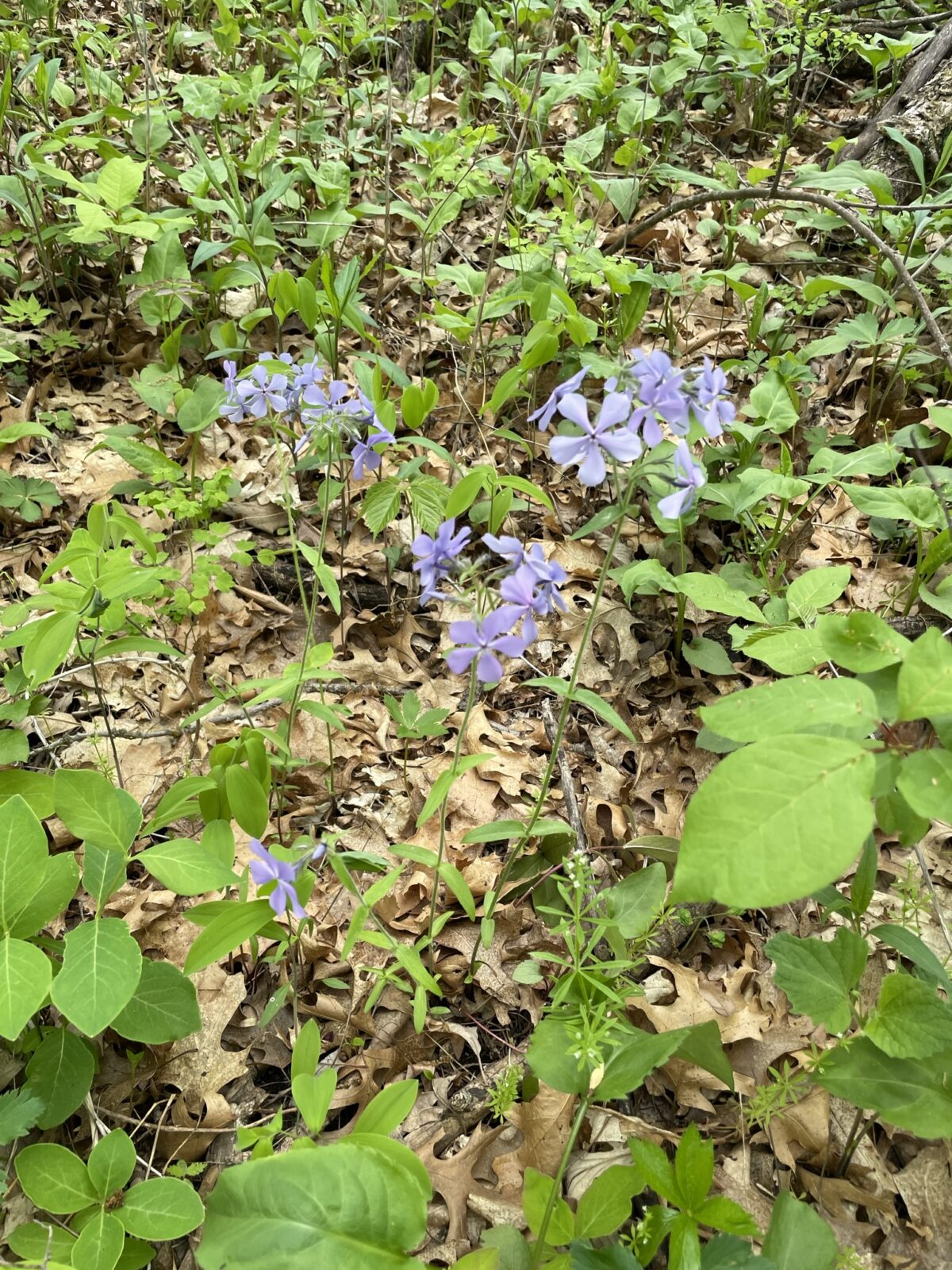 Wild Blue Phlox – Phlox divaricata