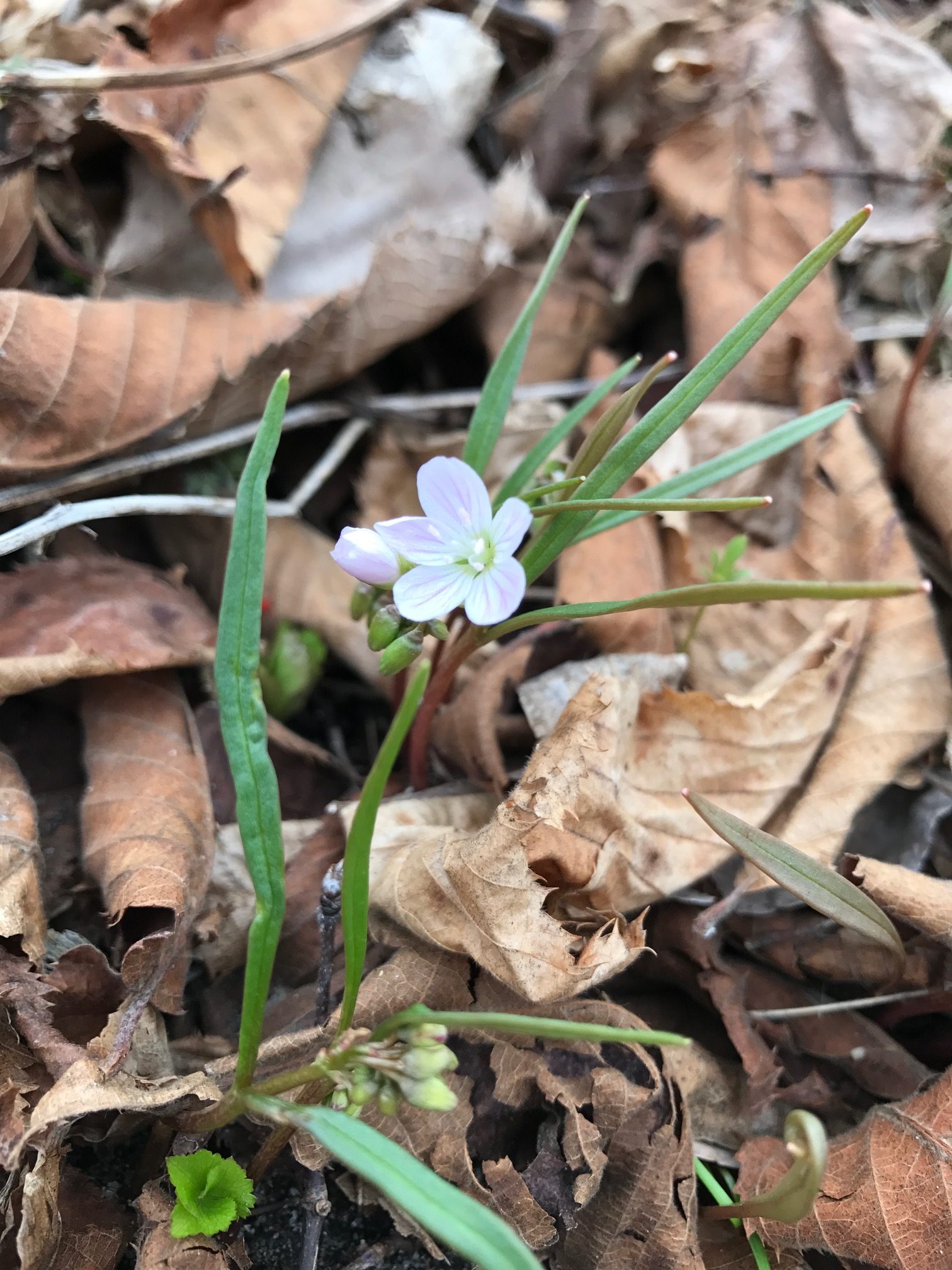 Virginia Spring Beauty – Claytonia virginica