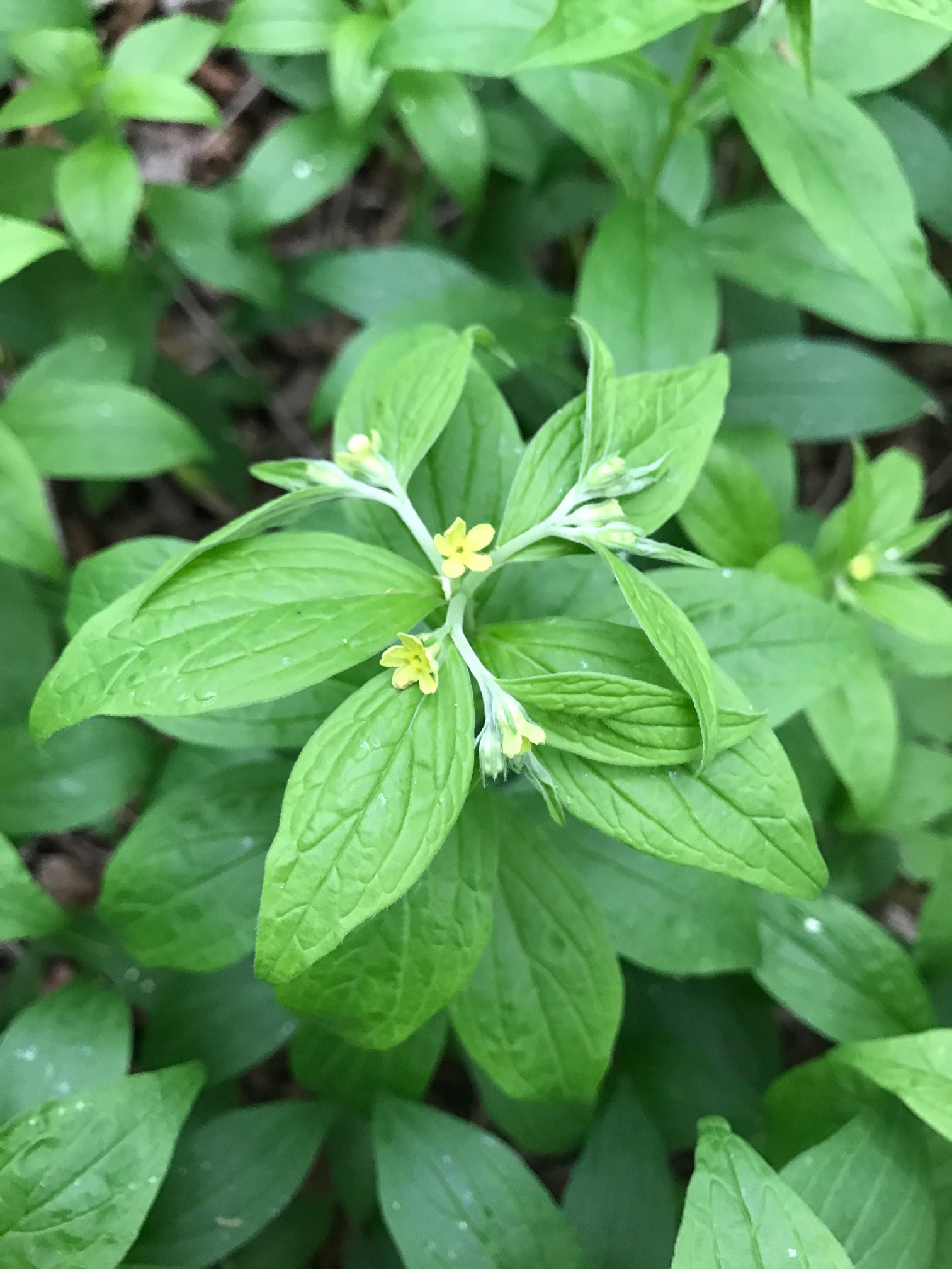 American Gromwell – Lithospermum latifolium