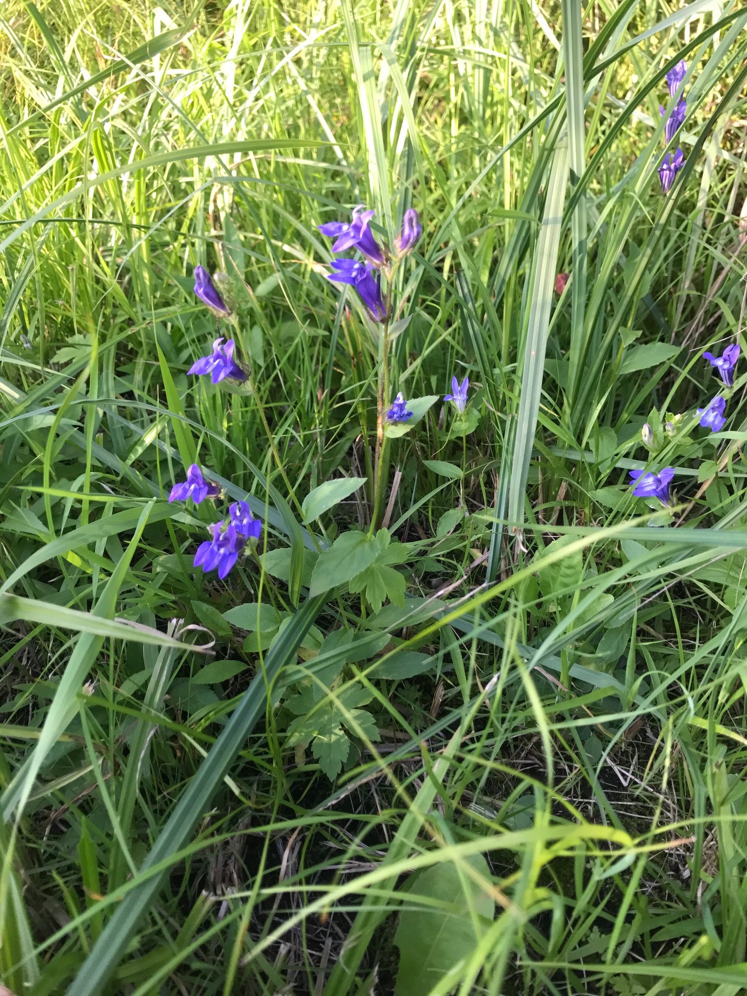 Blue Lobelia – Lobelia siphilitica