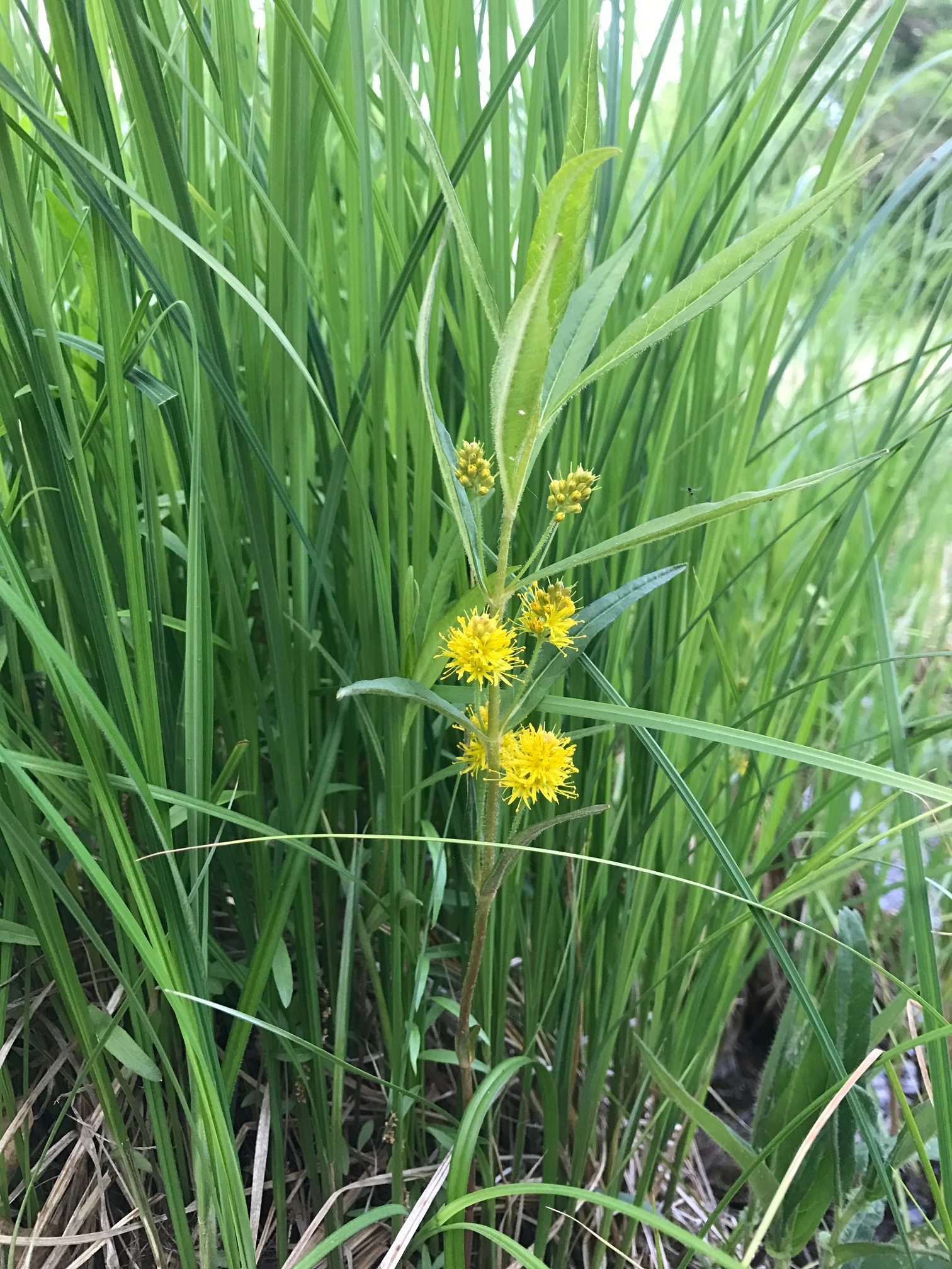 Tufted Loosestrife – Lysimachia thyrsiflora