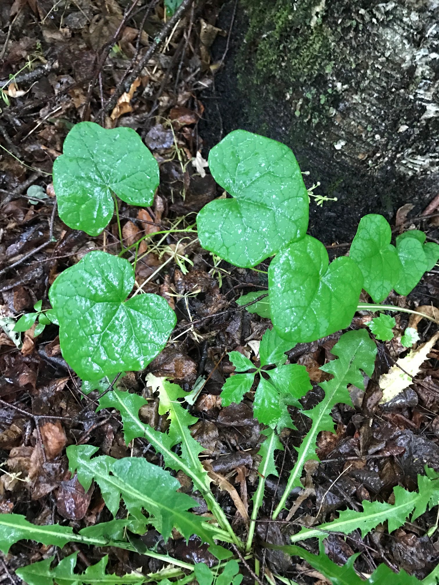 Canada Moonseed – Menispermum canadense