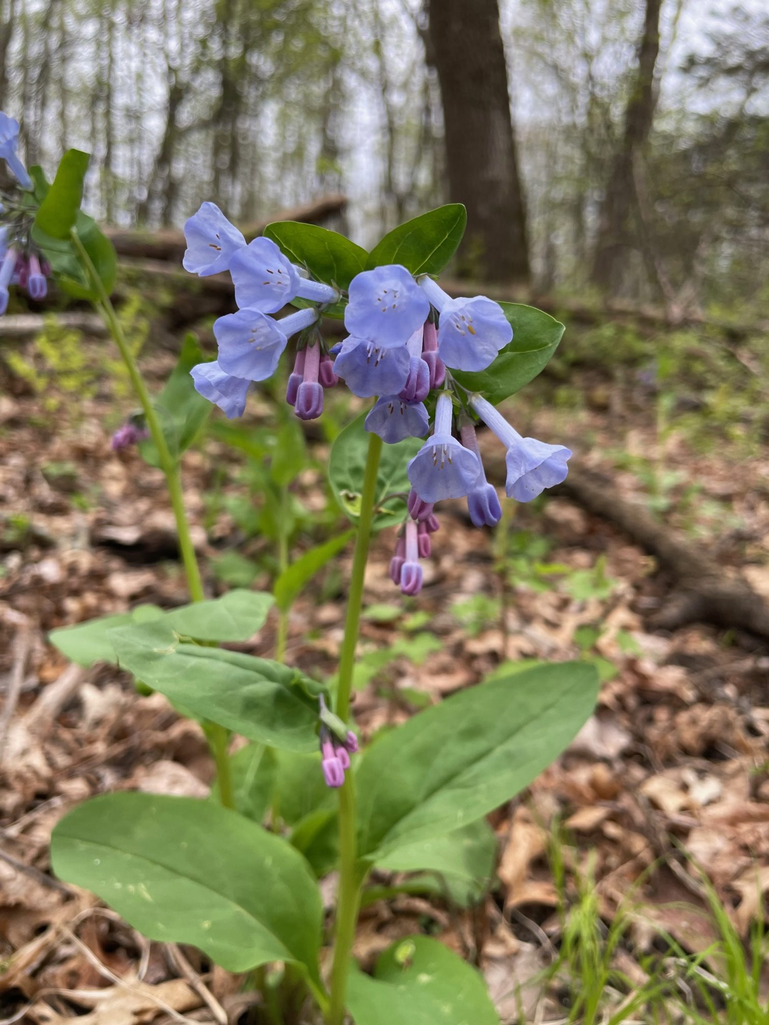 Virginia Bluebells – Mertensia virginica