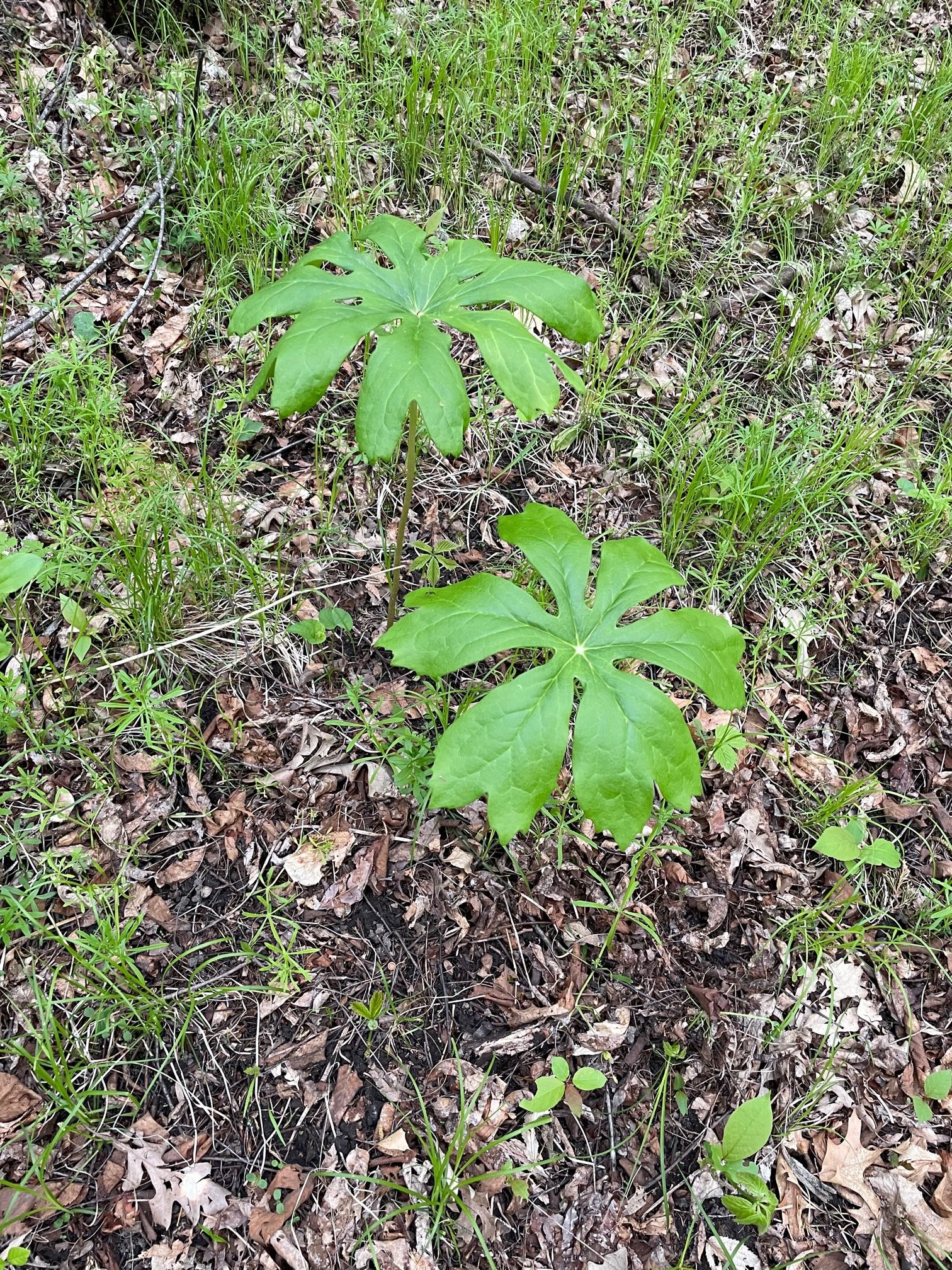 Mayapple – Podophyllum peltatum