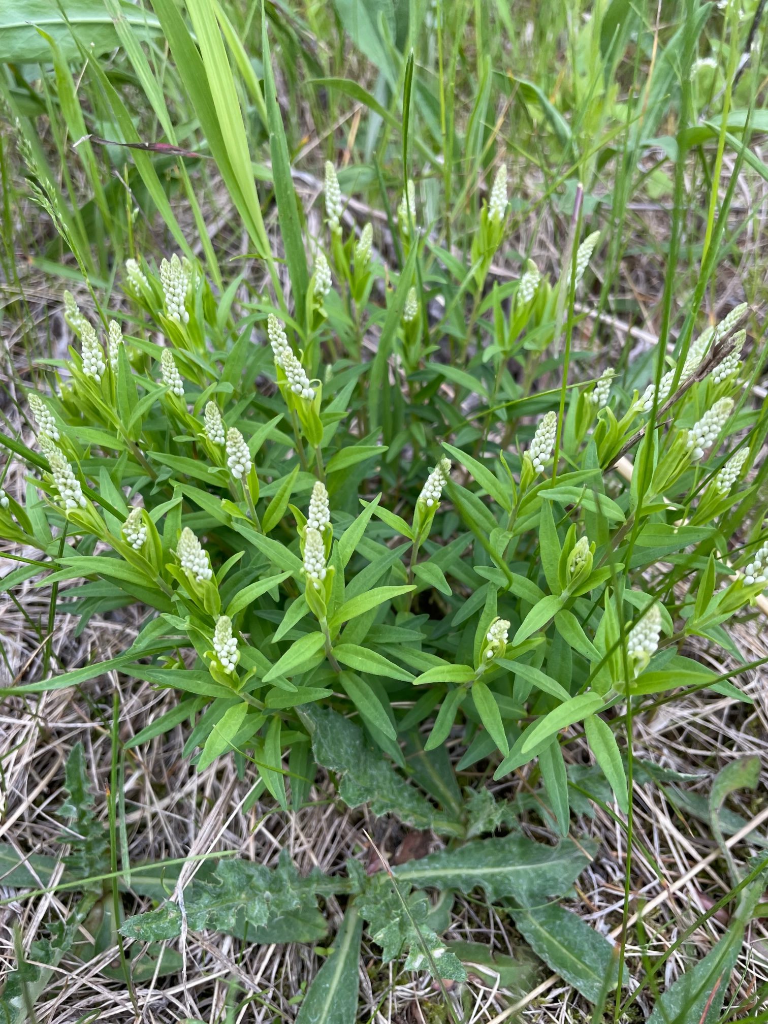 Seneca Snakeroot – Polygala senega