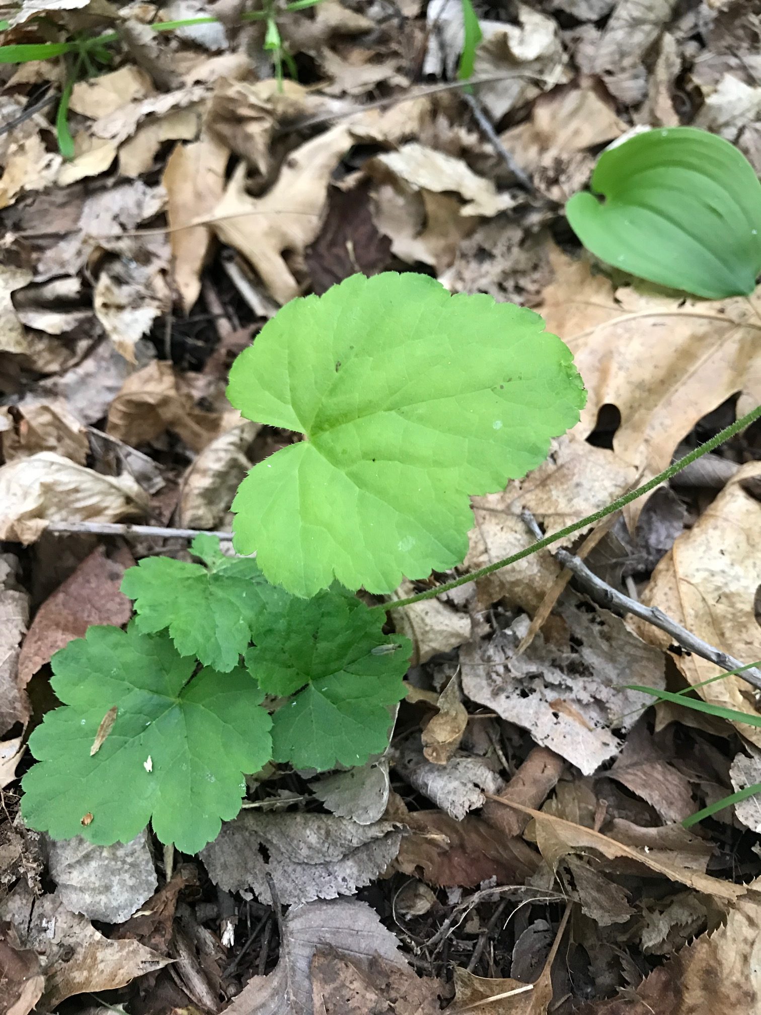 Foam Flower – Tiarella cordifolia