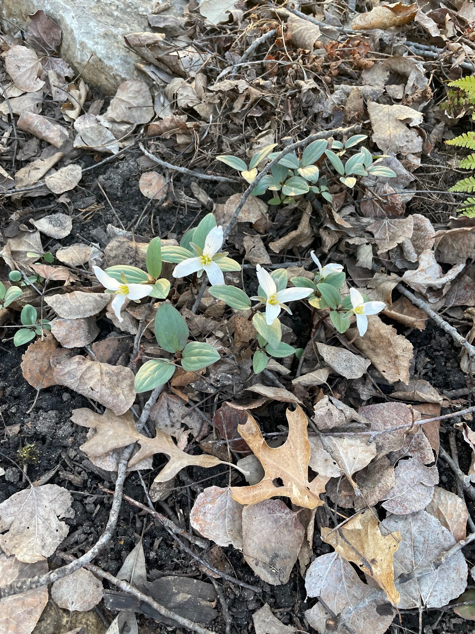 Snow Trillium – Trillium nivale