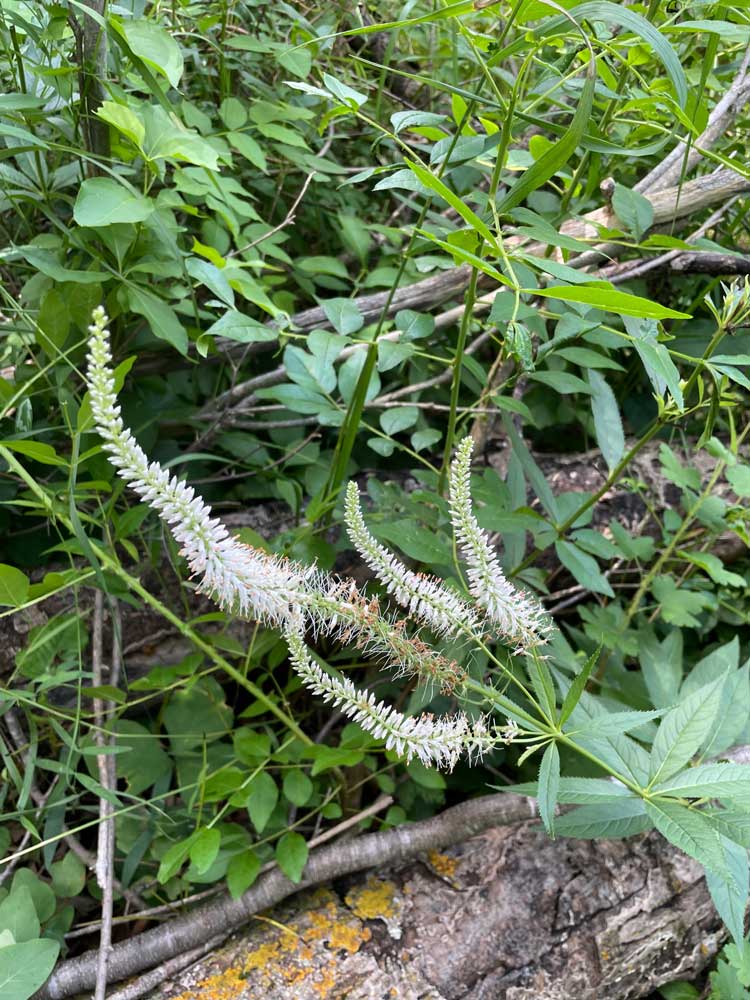 Culver’s Root – Veronicastrum virginicum