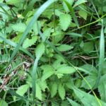 Downy Agrimony - Agrimonia pubescens