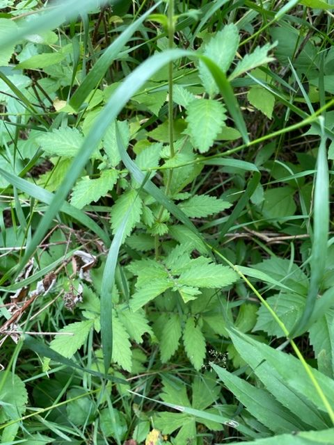 Downy Agrimony – Agrimonia pubescens