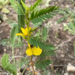 Partridge Pea - Chamaecrista fasciculata