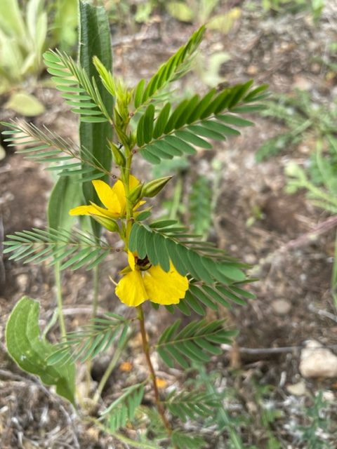 Partridge Pea – Chamaecrista fasciculata