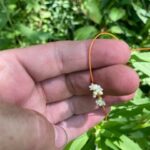 Swamp Dodder - Cuscuta gronovii