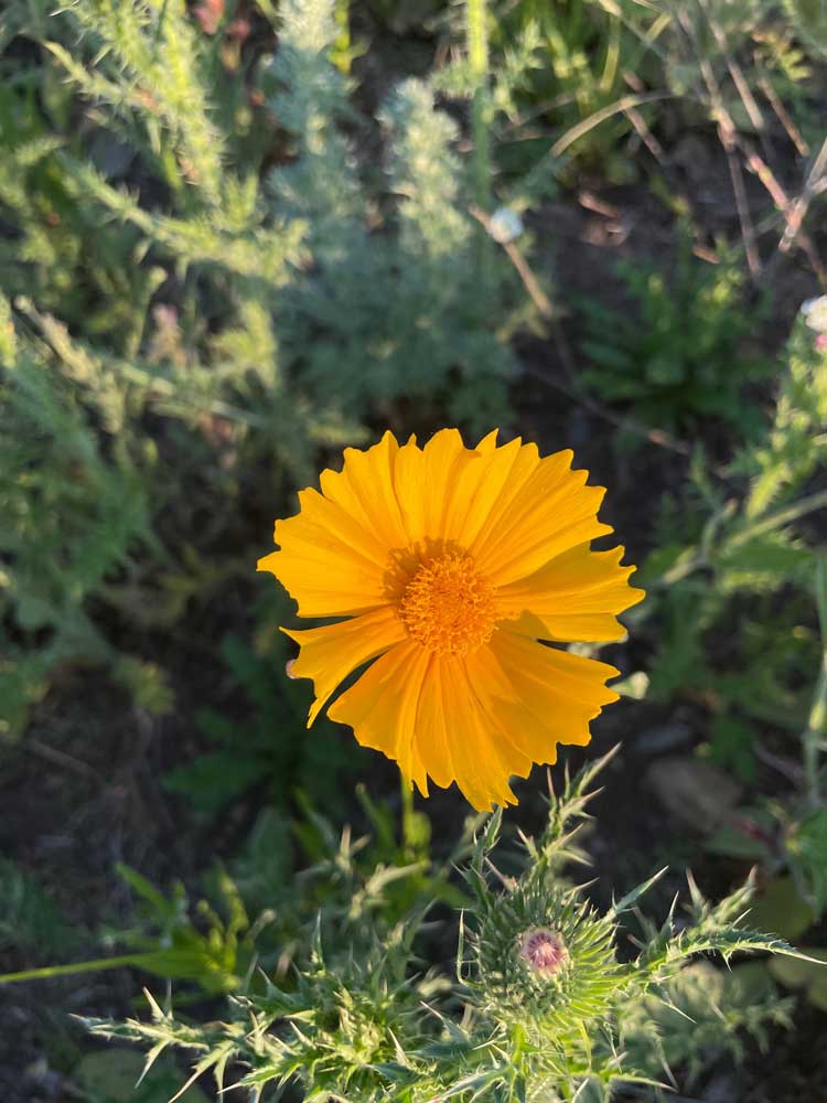 Lanceleaf Coreopsis – Coreopsis lanceolata