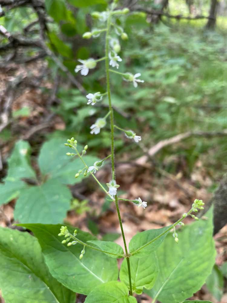 Enchanter’s Nightshade – Circaea lutetiana