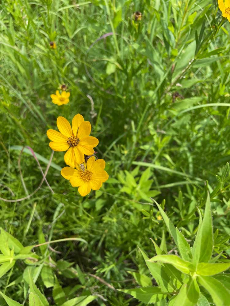 Prairie Coreopsis – Coreopsis palmata