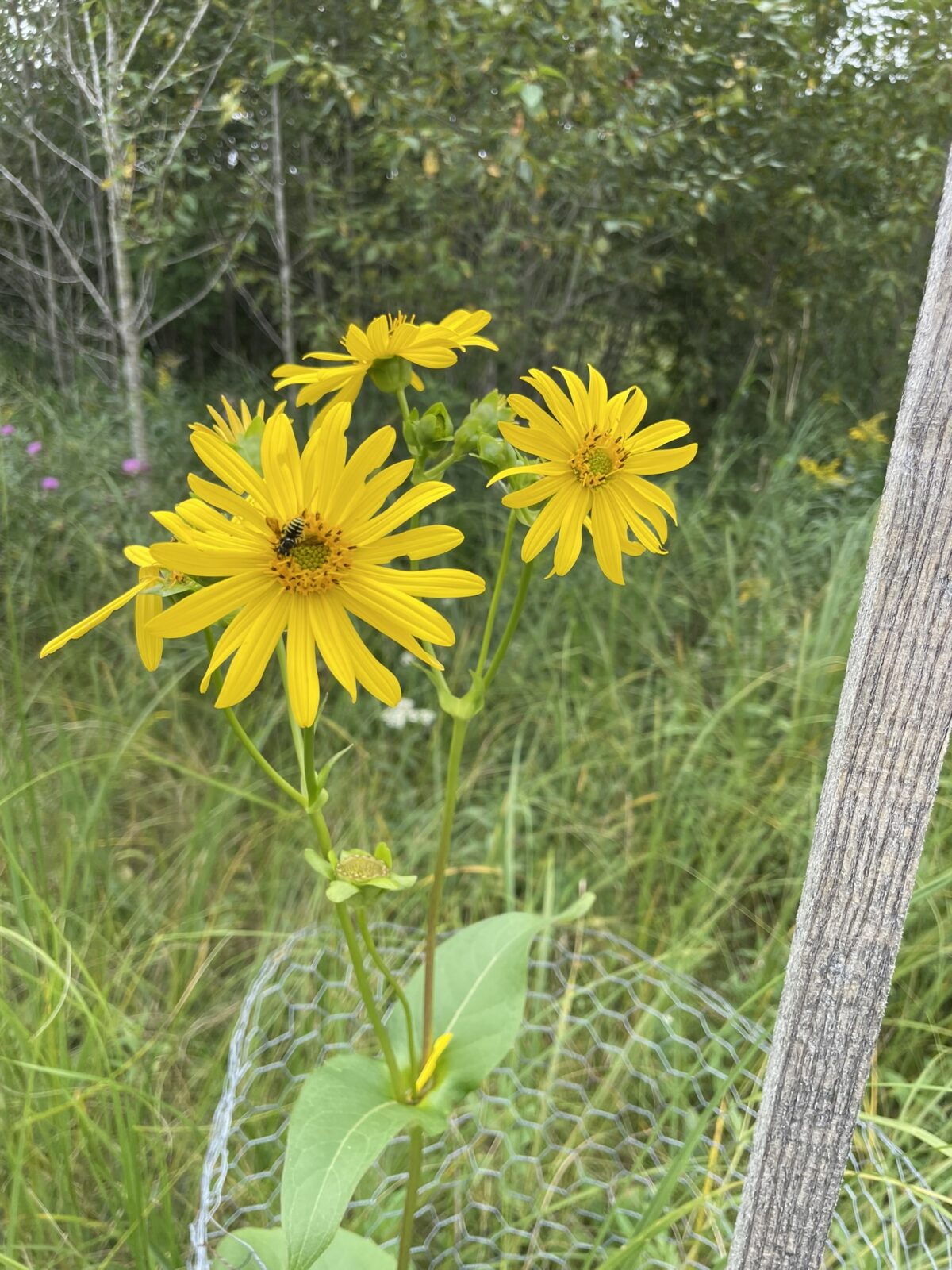 Cup Plant – Silphium perfoliatum