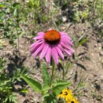 Eastern Purple Coneflower (Echinacea purpurea)