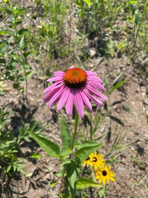 Eastern Purple Coneflower (Echinacea purpurea)