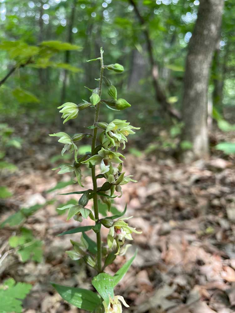 Helleborine – Epipactis helleborine