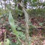 Wiegand's Wild Rye - Elymus wiegandii