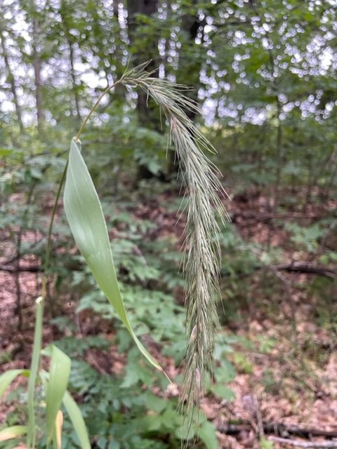 Wiegand’s Wild Rye – Elymus wiegandii