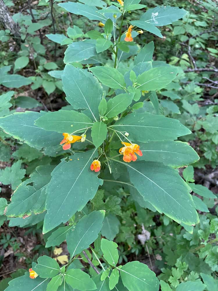 Spotted Touch-me-not – Impatiens capensis