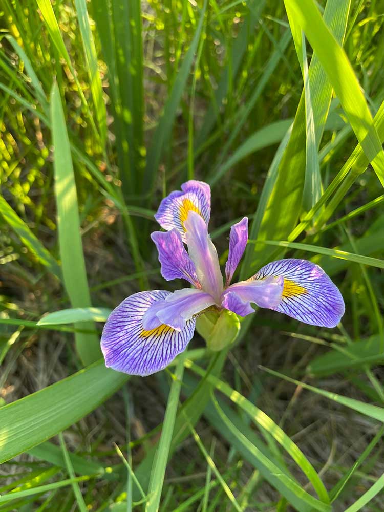 Blue Flag Iris – Iris versicolor