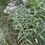 Pearly Everlasting - Anaphalis margaritacea