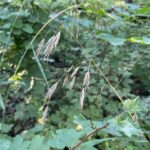 Old-pasture Bluegrass - Poa saltuensis