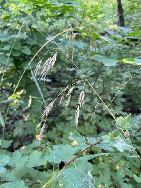 Old-pasture Bluegrass – Poa saltuensis