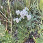 Virginia Mountain Mint - Pycnanthemum virginianum